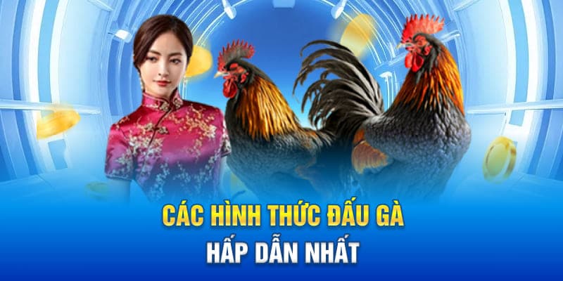 Các hình thức đấu gà hấp dẫn nhất