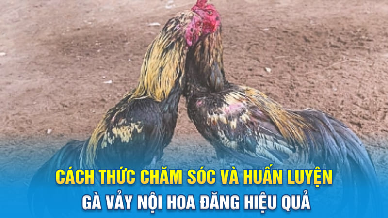 Cách thức chăm sóc và huấn luyện gà vảy nội hoa đăng hiệu quả