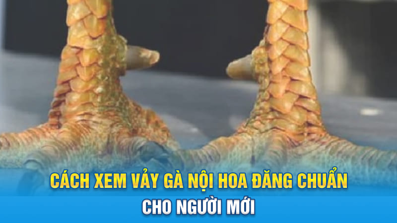 Cách xem vảy gà nội hoa đăng chuẩn cho người mới