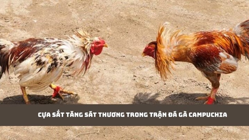 Cựa sắt tăng sát thương trong trận đá gà campuchia 