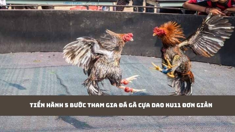 Tiến hành 5 bước tham gia đá gà cựa dao Ku11 đơn giản