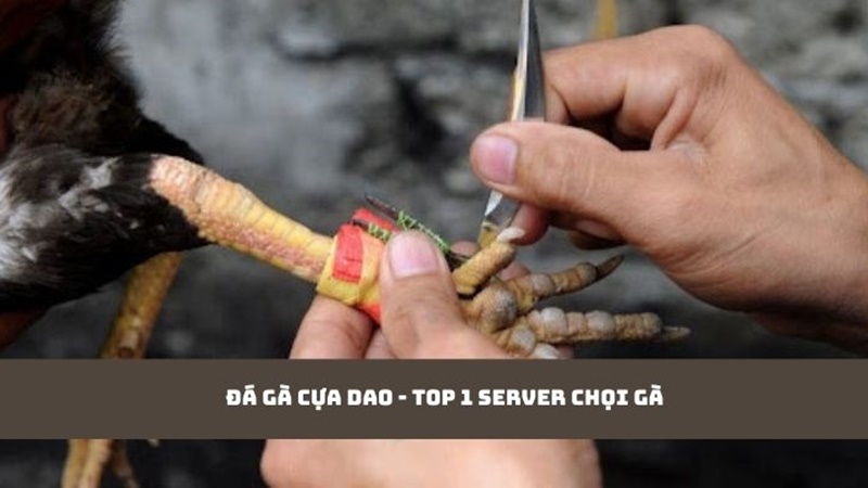 Đá gà cựa dao - top 1 server chọi gà