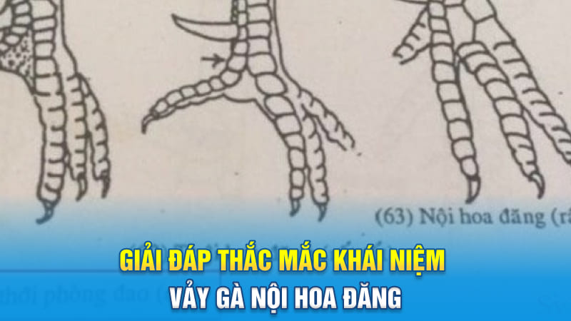 Giải đáp thắc mắc khái niệm vảy gà nội hoa đăng