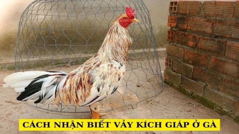 Cựa là bộ phận thể hiện được khả năng chiến đấu